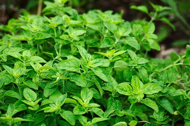 Orégano como aceite esencial antiviral