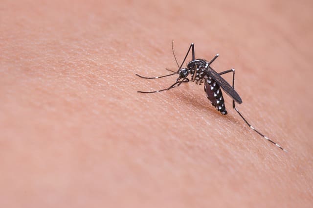 picadura de mosquito uso de las esencias aromáticas