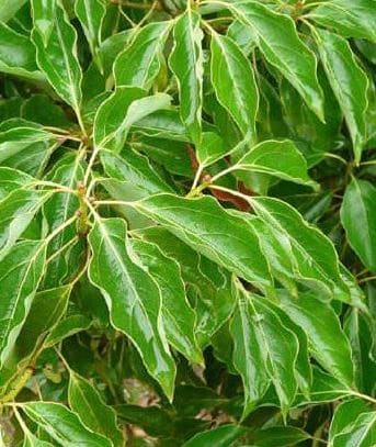 Ravintsara como aceite esencial antiviral