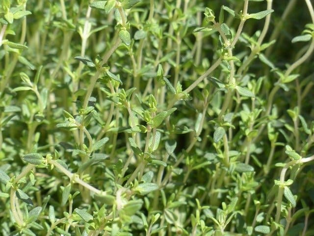 Tomillo como aceite esencial antiviral